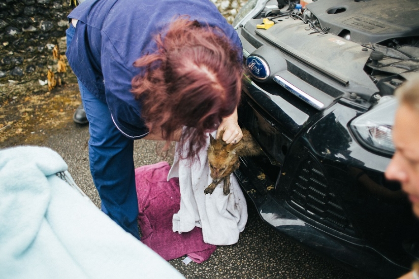 Epic Fox Rescue Epic Fox Rescue