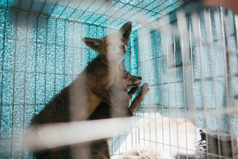 Epic Fox Rescue Epic Fox Rescue