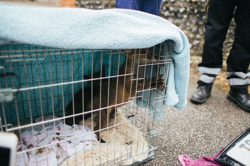 Epic Fox Rescue Epic Fox Rescue