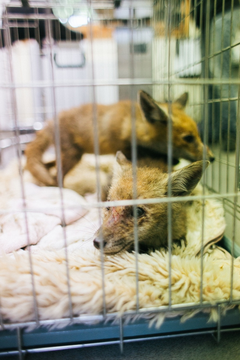 Epic Fox Rescue Epic Fox Rescue