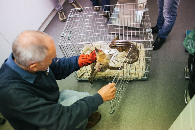 Epic Fox Rescue Epic Fox Rescue