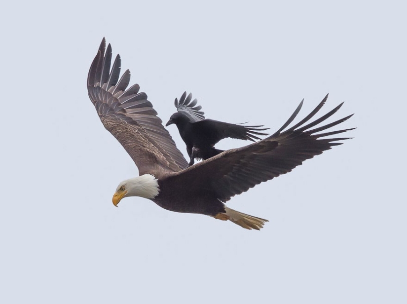 Equitación emplumada: un cuervo ensilló un águila calva