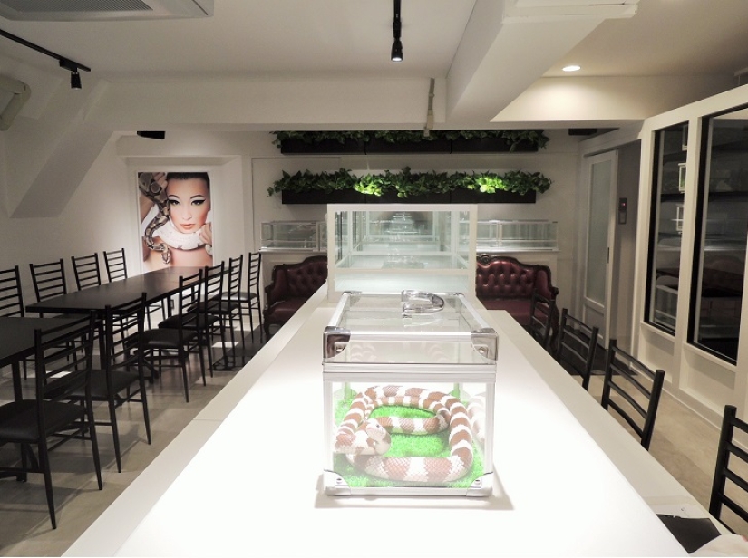 ¿Es el café serpiente en Japón un horror? ¡Incluso algunos!