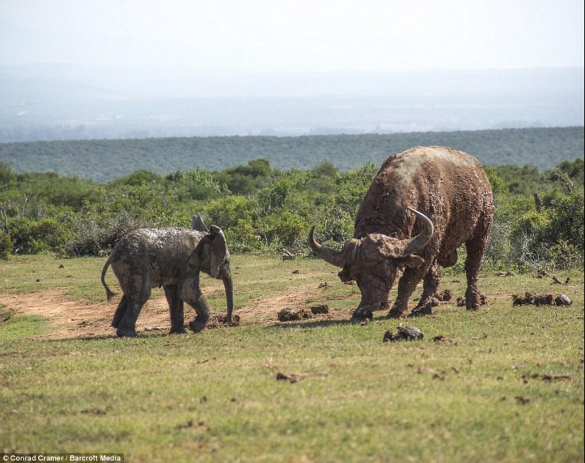 Es una pena para el bebé, pero esto es Naturaleza.
