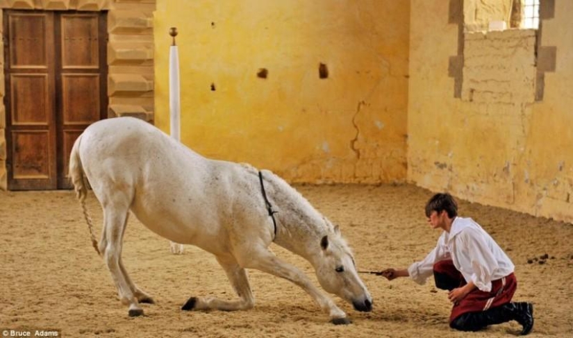escuela de ballet para caballos