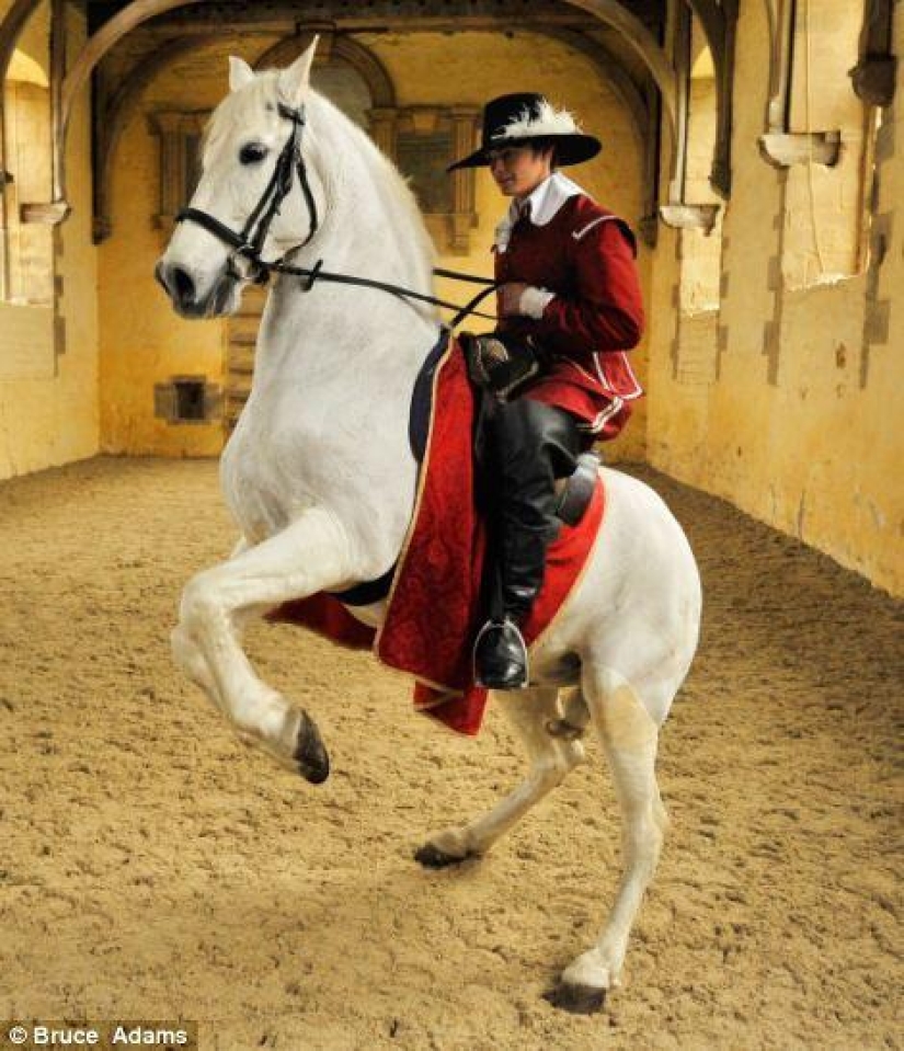 escuela de ballet para caballos