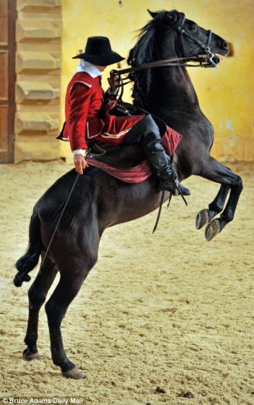 escuela de ballet para caballos