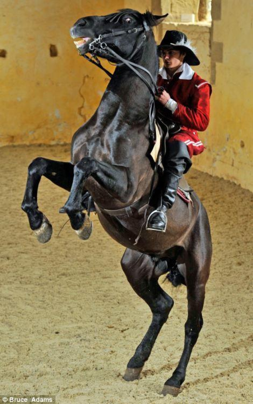 escuela de ballet para caballos