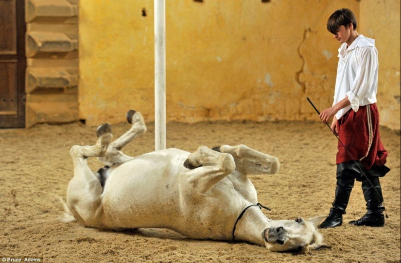 escuela de ballet para caballos