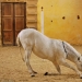 escuela de ballet para caballos escuela de ballet para caballos