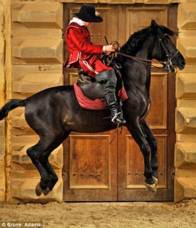 escuela de ballet para caballos