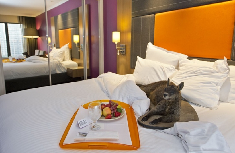 Espeluznante: hotel espantapájaros en Sydney