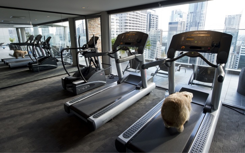 Espeluznante: hotel espantapájaros en Sydney