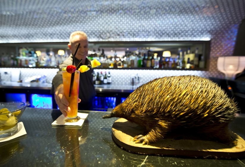 Espeluznante: hotel espantapájaros en Sydney