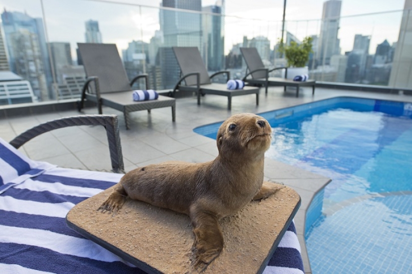 Espeluznante: hotel espantapájaros en Sydney