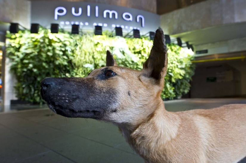 Espeluznante: hotel espantapájaros en Sydney
