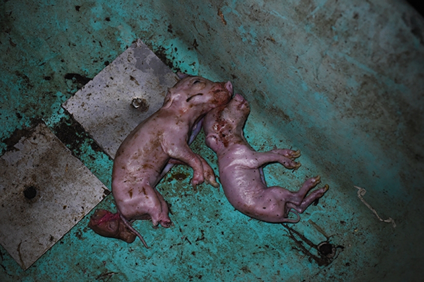 Espeluznante proyecto fotográfico sobre la vida de los cerdos en las granjas