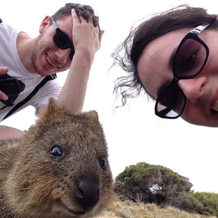 estado quokka estado quokka