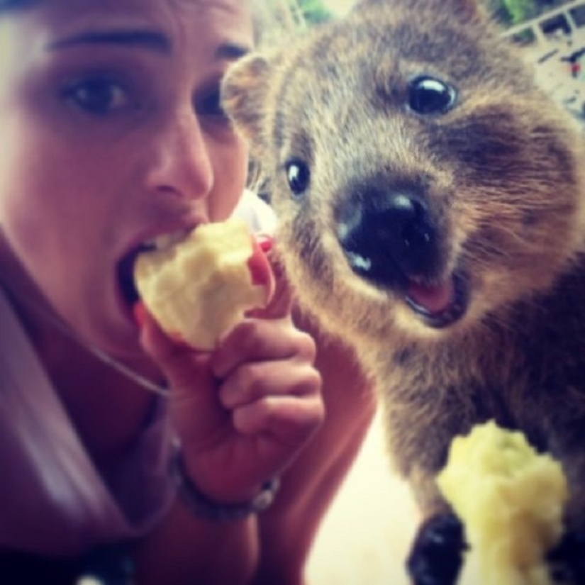 estado quokka estado quokka