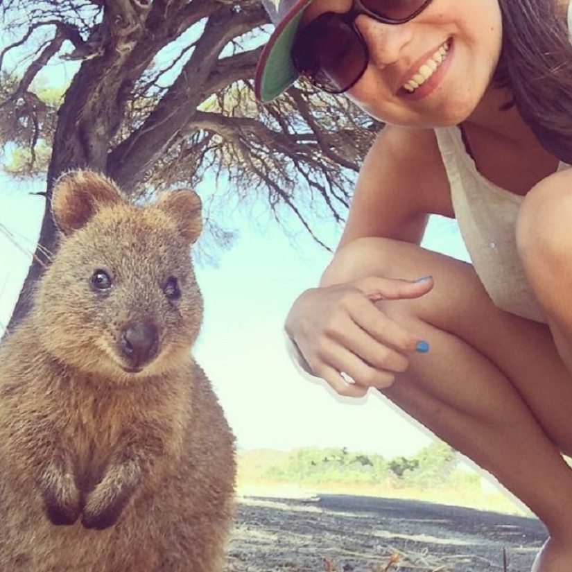 estado quokka estado quokka