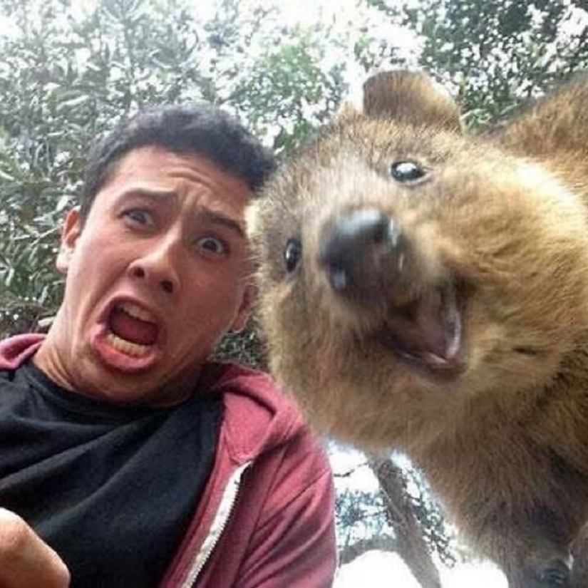 estado quokka estado quokka