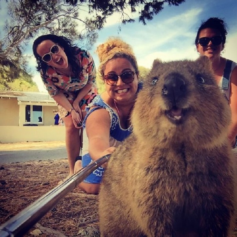estado quokka estado quokka