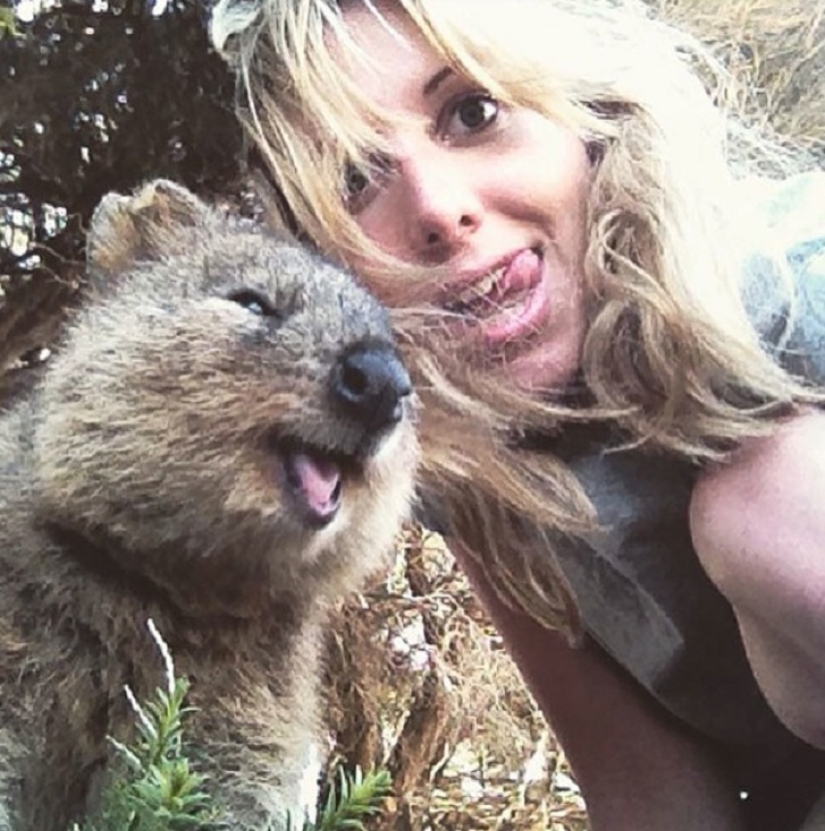 estado quokka estado quokka