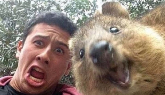 estado quokka