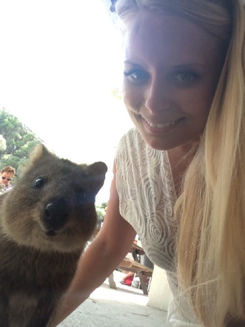estado quokka estado quokka