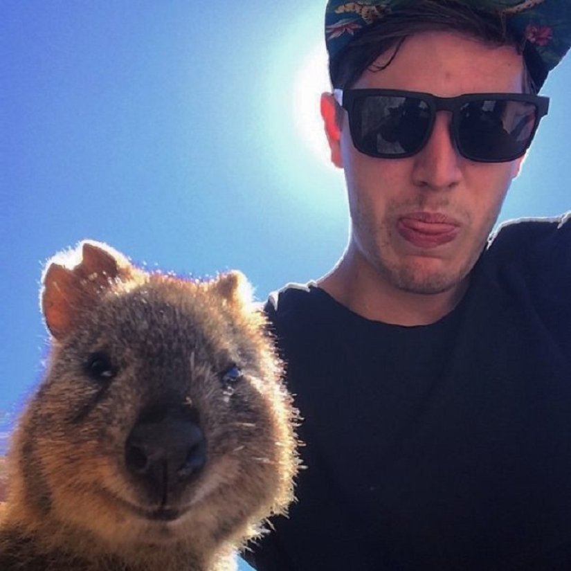 estado quokka estado quokka