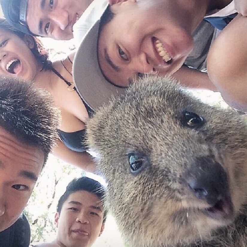 estado quokka estado quokka
