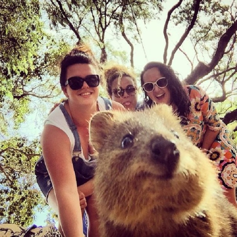 estado quokka estado quokka