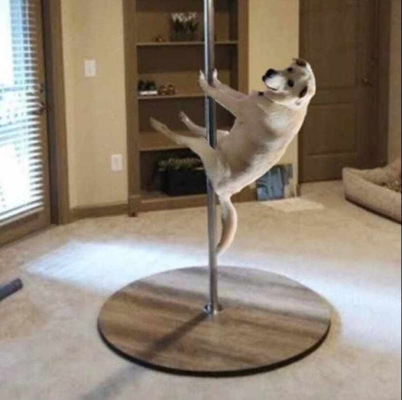 Estas son 10 fotografías que la gente hizo mientras se divirtieron retocando con Photoshop a este perro tonto Estas son 10 fotografías que la gente hizo mientras se divirtieron retocando con Photoshop a este perro tonto