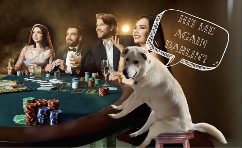 Estas son 10 fotografías que la gente hizo mientras se divirtieron retocando con Photoshop a este perro tonto Estas son 10 fotografías que la gente hizo mientras se divirtieron retocando con Photoshop a este perro tonto