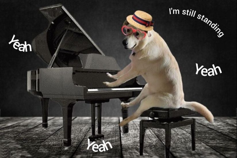 Estas son 10 fotografías que la gente hizo mientras se divirtieron retocando con Photoshop a este perro tonto Estas son 10 fotografías que la gente hizo mientras se divirtieron retocando con Photoshop a este perro tonto