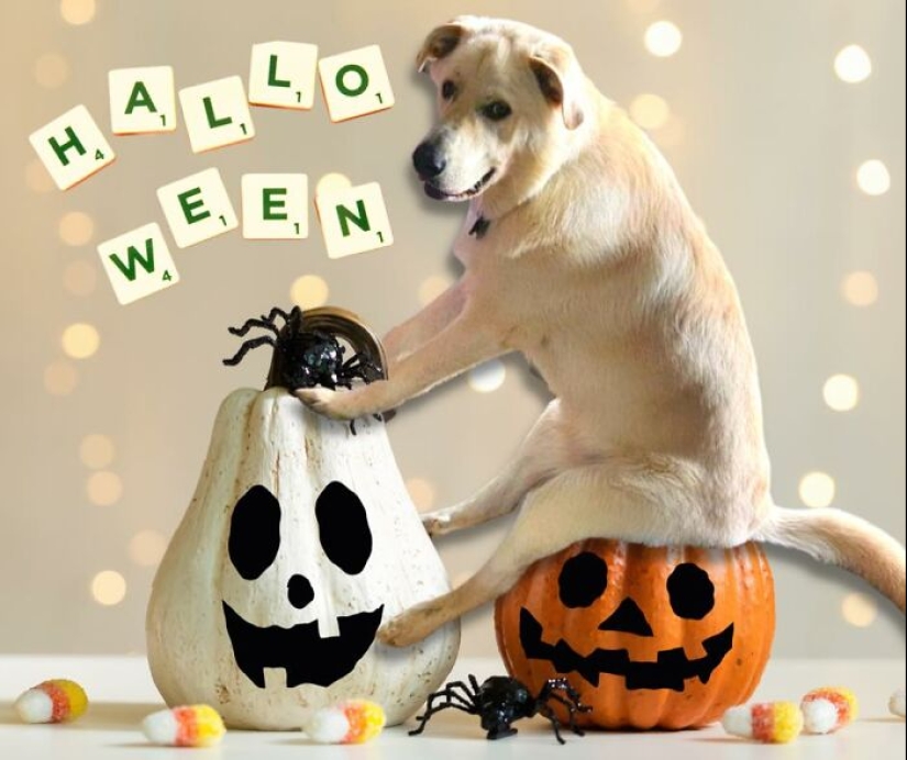 Estas son 10 fotografías que la gente hizo mientras se divirtieron retocando con Photoshop a este perro tonto Estas son 10 fotografías que la gente hizo mientras se divirtieron retocando con Photoshop a este perro tonto