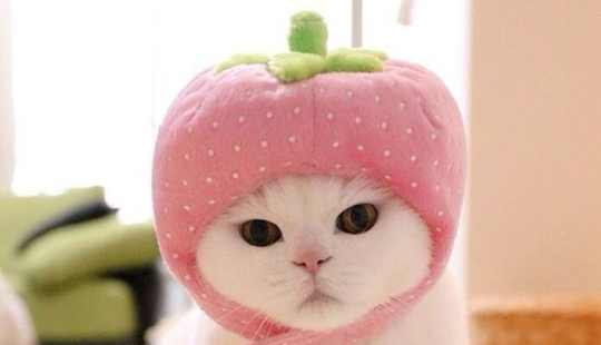 Este gato de 17 años es la estrella de internet más perezosa de Japón