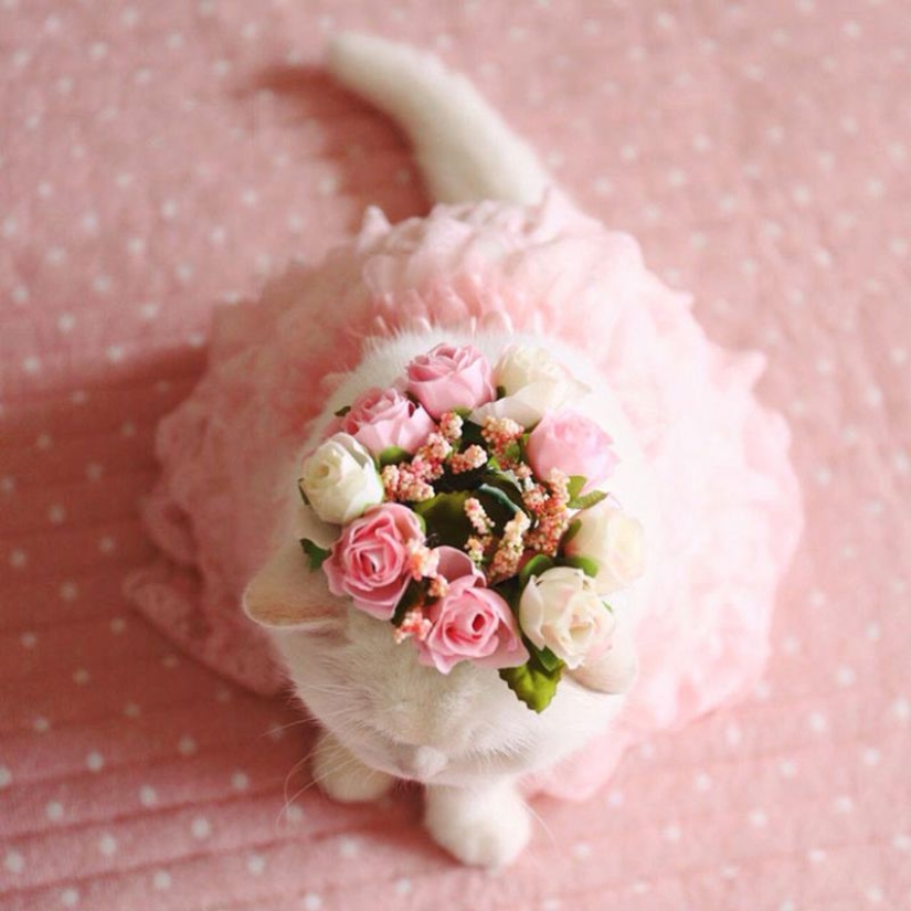 Este gato de 17 años es la estrella de internet más perezosa de Japón Este gato de 17 años es la estrella de internet más perezosa de Japón