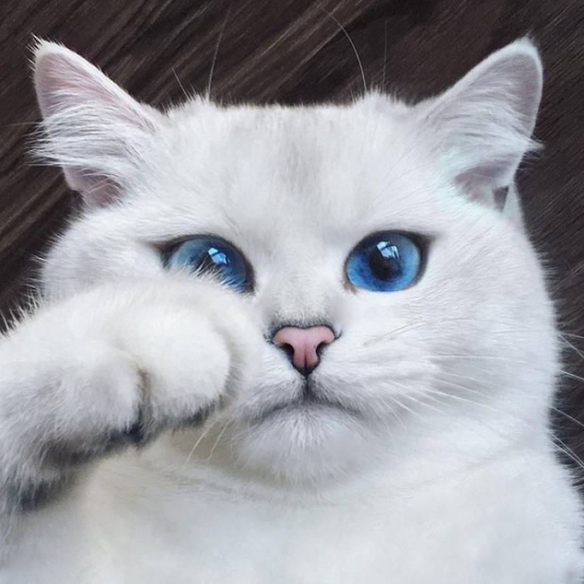 Este gato tiene los ojos más bonitos del mundo. Este gato tiene los ojos más bonitos del mundo.
