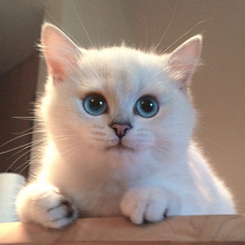 Este gato tiene los ojos más bonitos del mundo. Este gato tiene los ojos más bonitos del mundo.