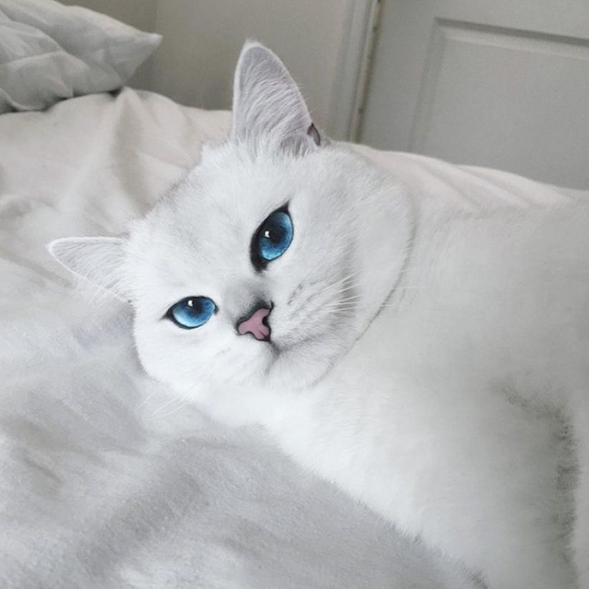 Este gato tiene los ojos más bonitos del mundo. Este gato tiene los ojos más bonitos del mundo.