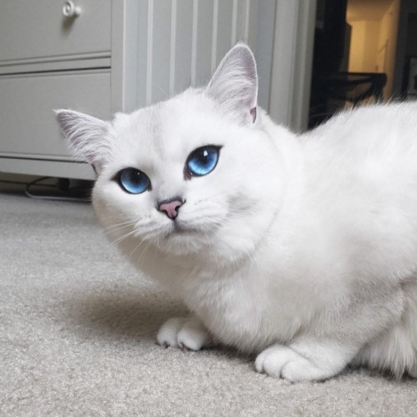 Este gato tiene los ojos más bonitos del mundo. Este gato tiene los ojos más bonitos del mundo.