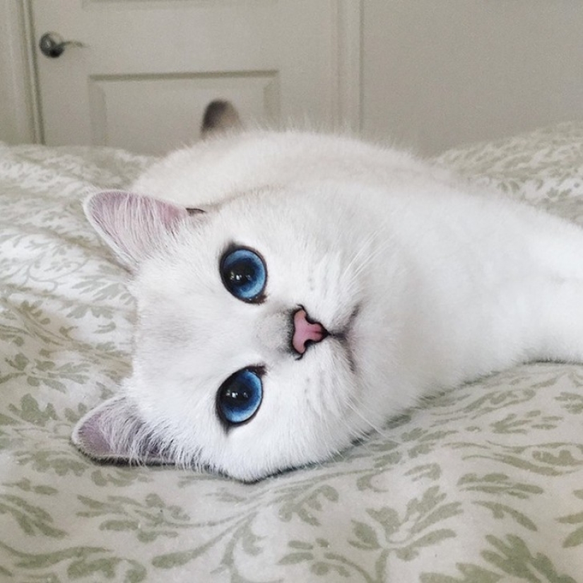 Este gato tiene los ojos más bonitos del mundo. Este gato tiene los ojos más bonitos del mundo.