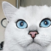 Este gato tiene los ojos más bonitos del mundo.