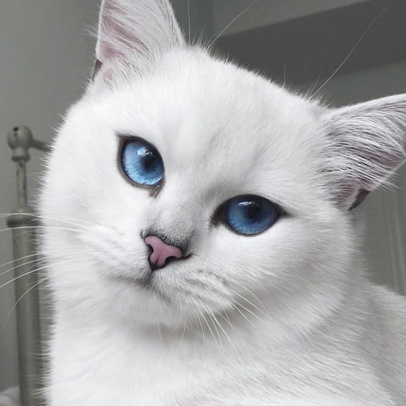 Este gato tiene los ojos más bonitos del mundo. Este gato tiene los ojos más bonitos del mundo.