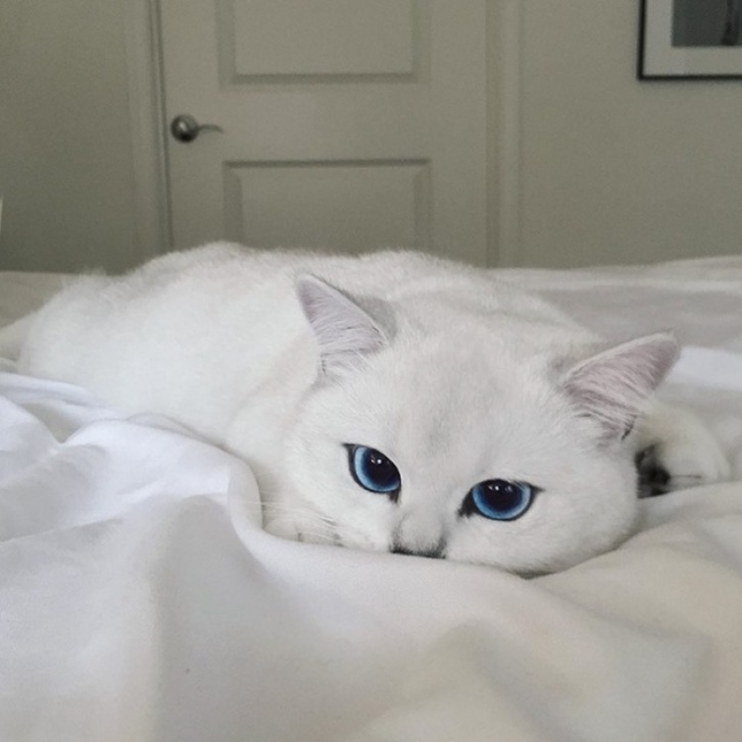 Este gato tiene los ojos más bonitos del mundo. Este gato tiene los ojos más bonitos del mundo.