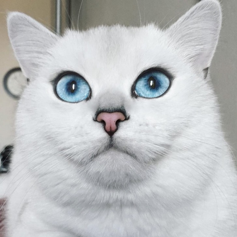 Este gato tiene los ojos más bonitos del mundo. Este gato tiene los ojos más bonitos del mundo.