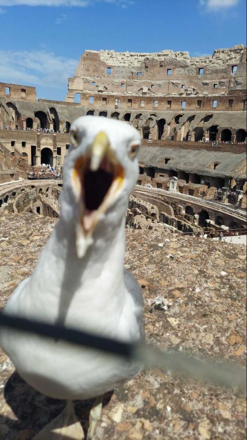 Este grupo de Facebook está dedicado a intentos hilarantemente malos de fotografiar pájaros