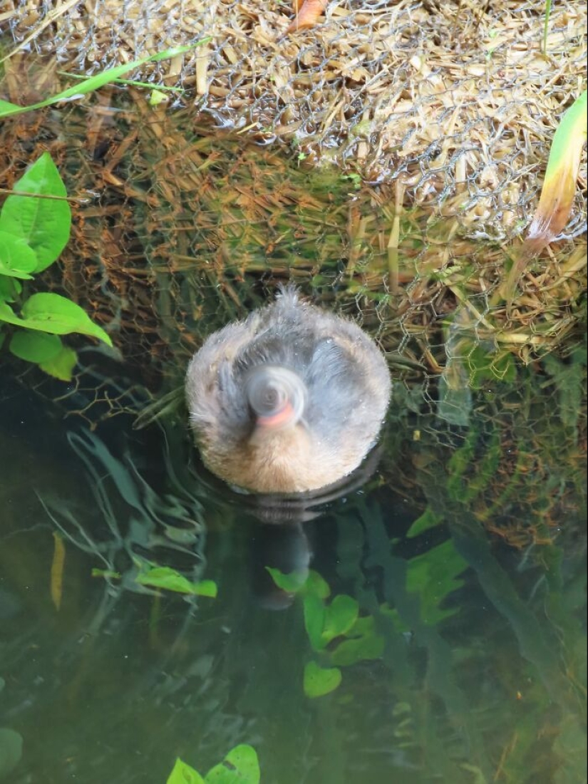 Este grupo de Facebook está dedicado a intentos hilarantemente malos de fotografiar pájaros