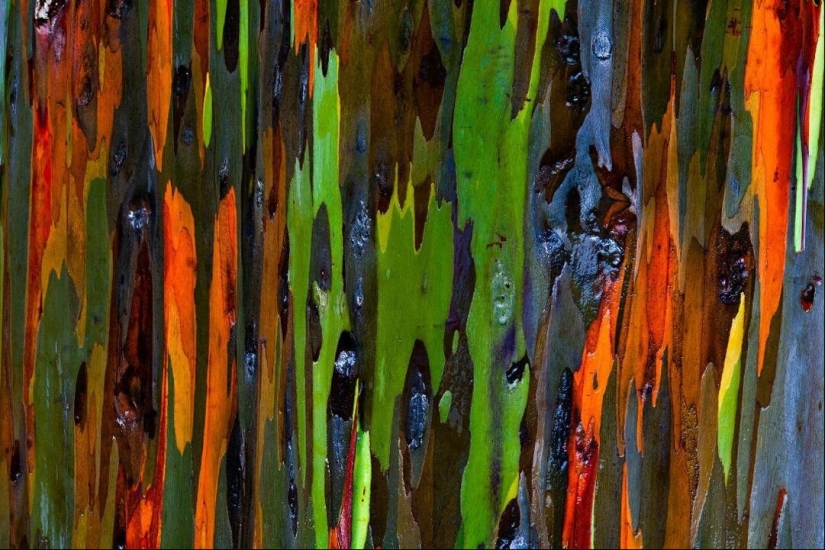 Este no es un cuadro de "Avatar", un árbol crece en la Tierra